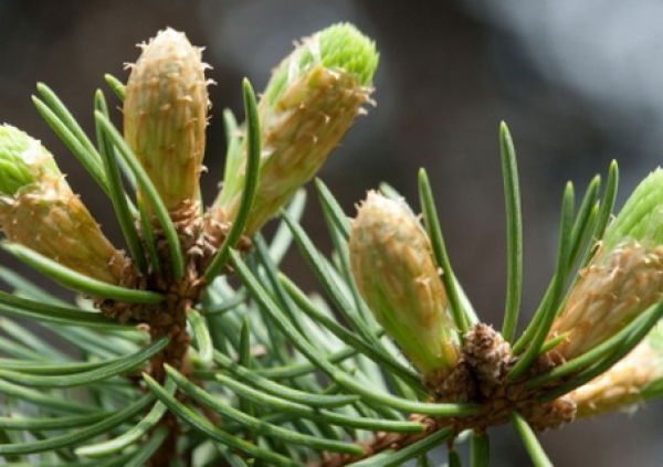 Încasări de peste 18.000 de lei din mugurii de pin