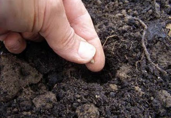 Producerea legumelor ecologice