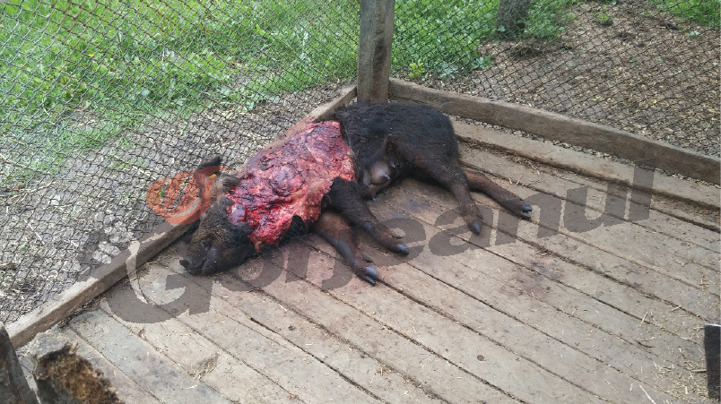 Ursul își face în continuare de cap prin Gorj