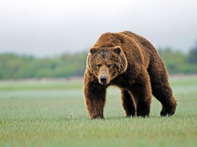 Ursul de la Bustuchin – Stoina e de negăsit