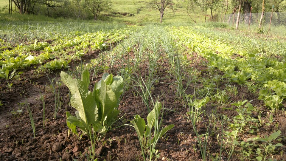 Producerea legumelor ecologice
