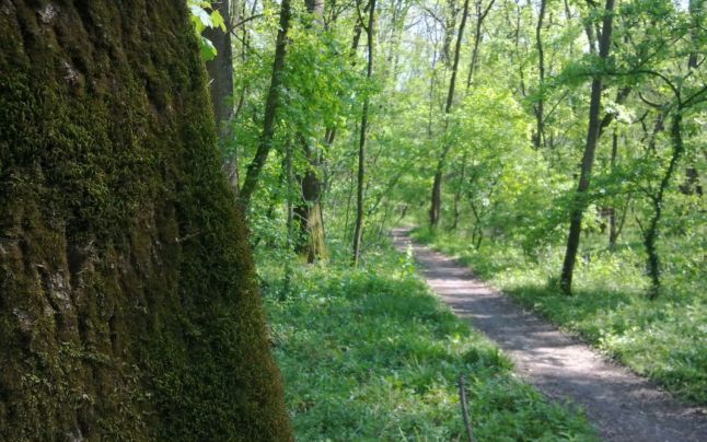 Gura Târgului – În pădurea din Pojogeni, doar pădurarul şi ursul