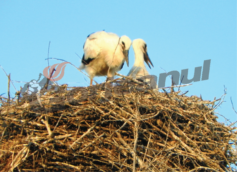 Şi în acest an “juniorii” se antrenează