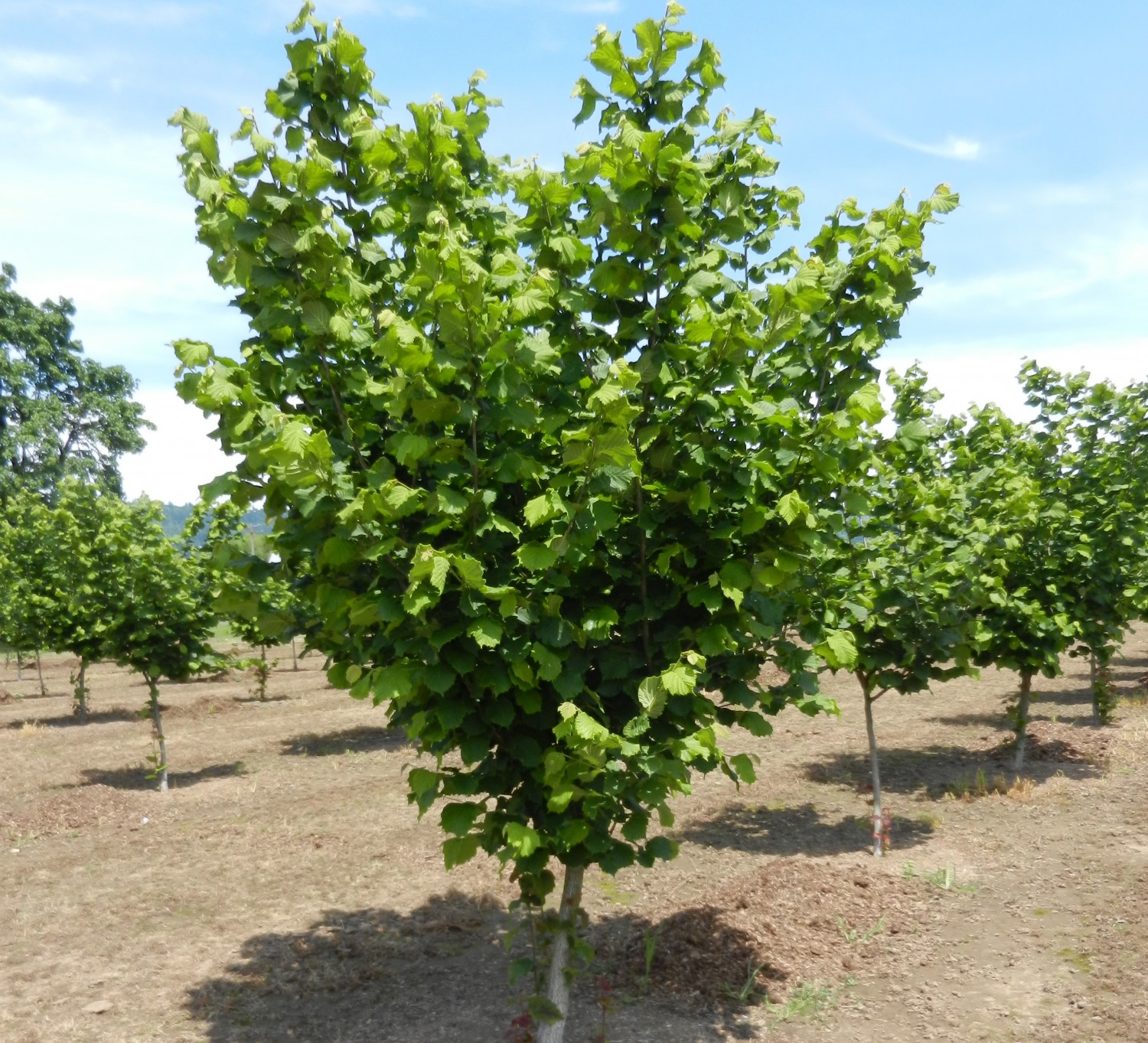 Arbuștii fructiferi – 3 – Alunul – 5