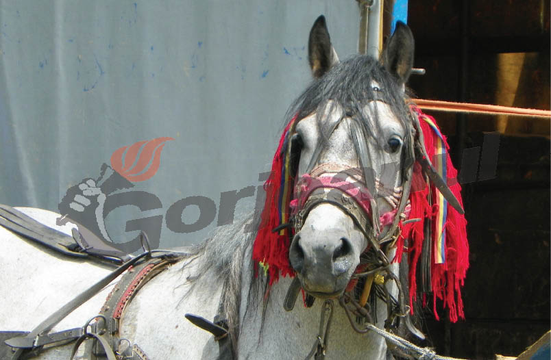 În mijloc de cuptor / La Polovragi în umbra lui Cheiron