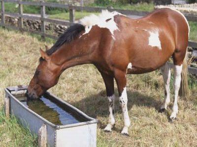 Recomandări anti-caniculă pentru proprietarii de animale