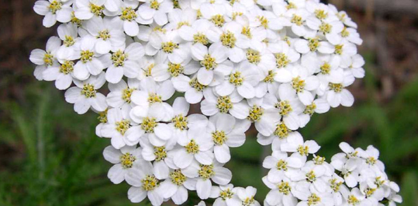 Plante medicinale din Farmacia Domnului – Coada şoricelului