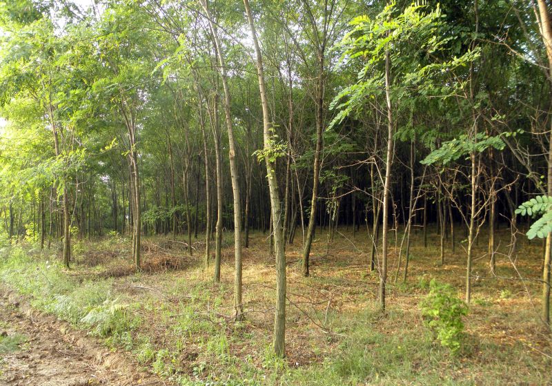 Dosarul împăduririlor fictive la judecător: Unul dintre ţeparii ArcelorMittal Galați, trimis în judecată şi pentru evaziune fiscală