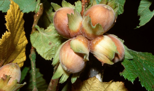 Agricultura pe înţelesul tuturor – Arbuștii fructiferi – 3 – Alunul – 6