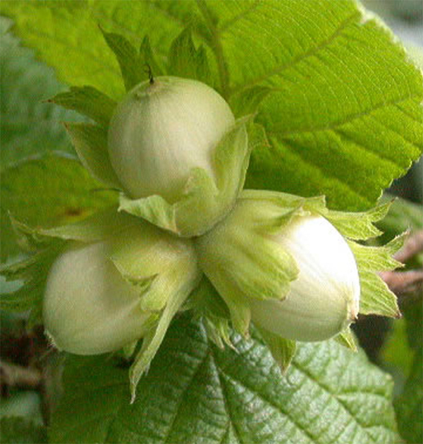 Agricultura pe înţelesul tuturor – Arbuștii fructiferi