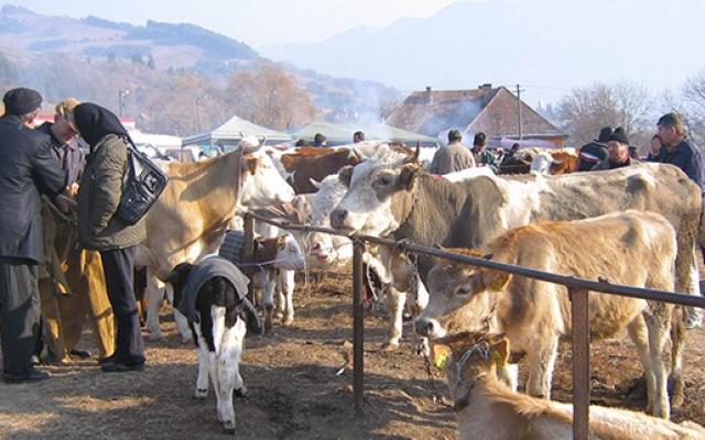 Sectorul animalier din Gorj, sub lupa inspectorilor APIA