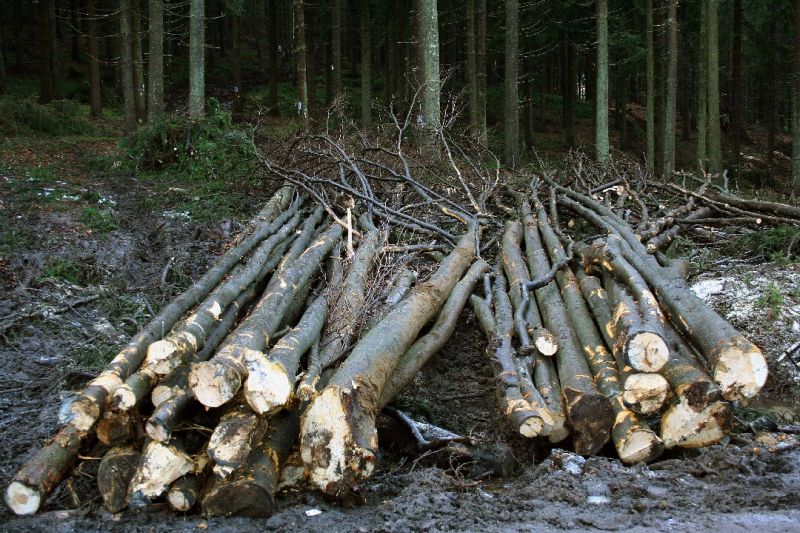 Cercetat pentru furt de lemne