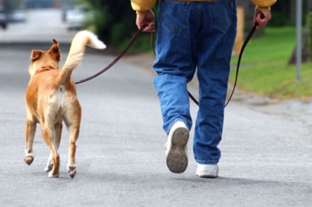 Și-a ucis câinele din gospodărie