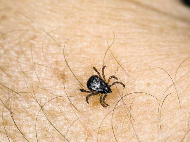 Tot mai multe persoane au fost atacate de insecte