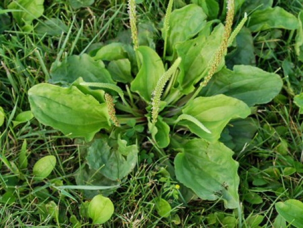 Plante medicinale din Farmacia Domnului – Pătlagina şi virtuţile ei