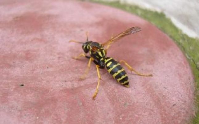 Mort de la o înțepătură de insectă