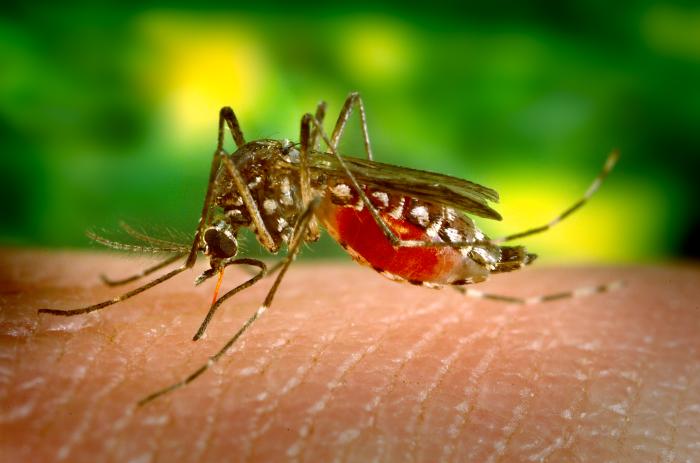 Gorjenii sunt expuşi riscului de infecţie cu virusul West Nile