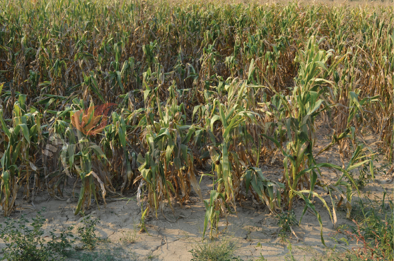 2.100 de hectare de terenuri agricole, afectate de secetă