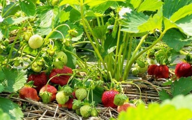 Agricultura pe înţelesul tuturor – Arbuștii fructiferi – 4 – Căpșunul – 6