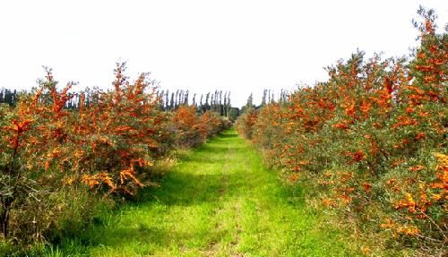 Agricultura pe înţelesul tuturor – Arbuștii fructiferi – 5 – Cătina albă – 2