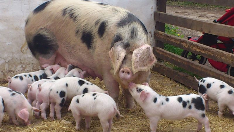 Adeverinţe pentru beneficiarii Măsurii 215 – pachet a – porcine