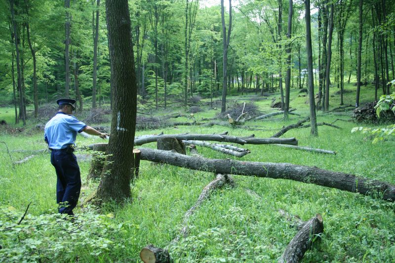 Cercetat pentru tăiere ilegală de arbori
