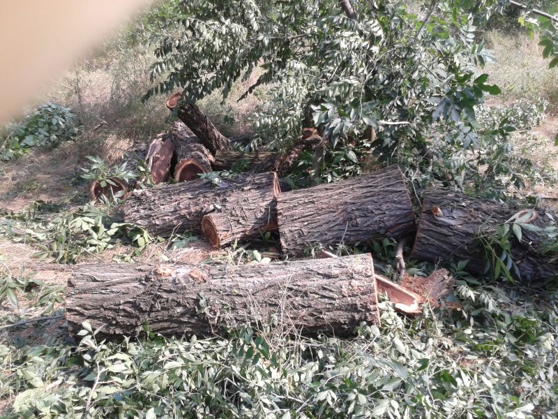 Cercetat după ce a furat zeci de arbori