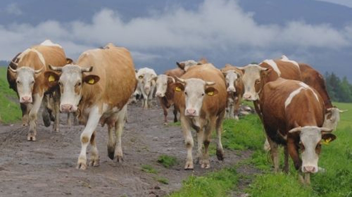 Monitorizări la Gorj pentru Boala limbii albastre