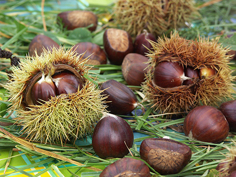 Workshop judeţean pentru reabilitarea habitatelor de castan şi jneapăn