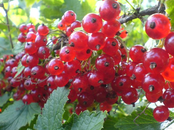 Agricultura pe înţelesul tuturor – Arbuștii fructiferi –