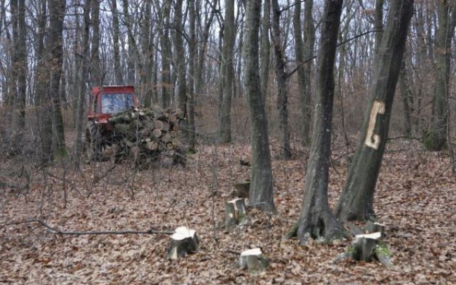 Cercetaţi pentru tăiere ilegală de material lemnos