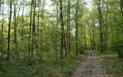 Angajat al Ocolului Silvic Turceni, cercetat pentru infracţiuni silvice