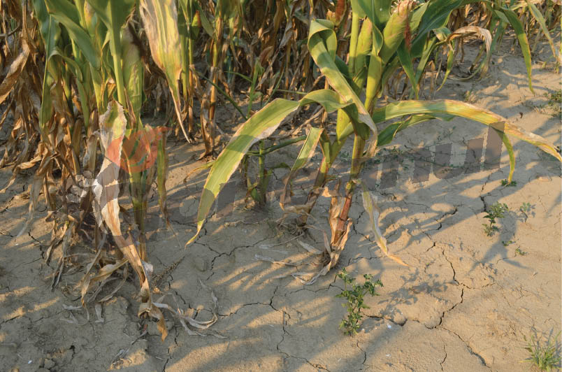 Vin banii pentru agricultorii gorjeni afectaţi de secetă