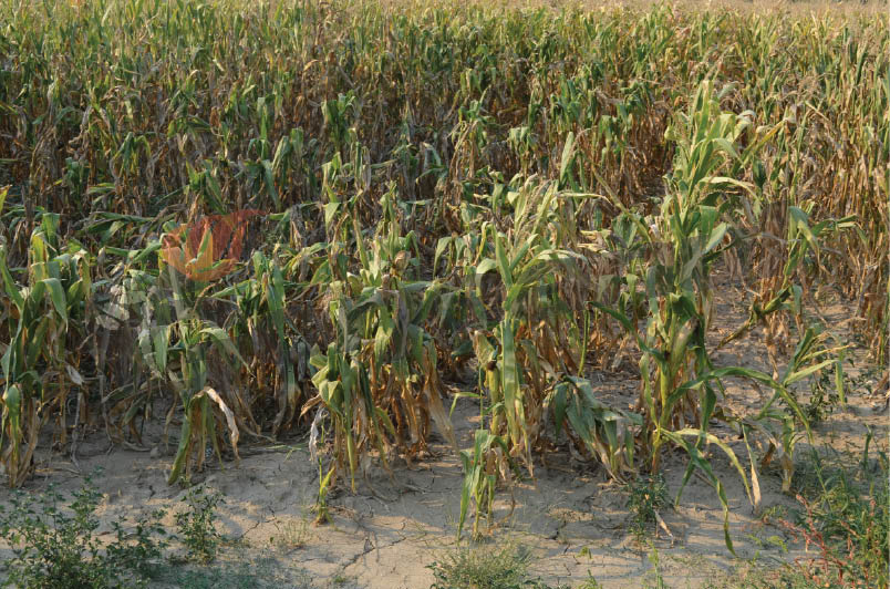 6.000 de hectare de terenuri din Gorj, afectate de secetă