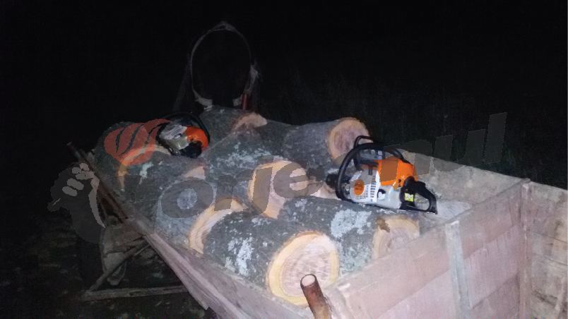 Prinşi cu lemnele furate în căruţă