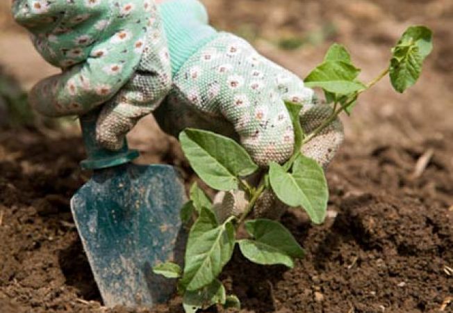 Agricultura pe înţelesul tuturor – Producerea legumelor ecologice