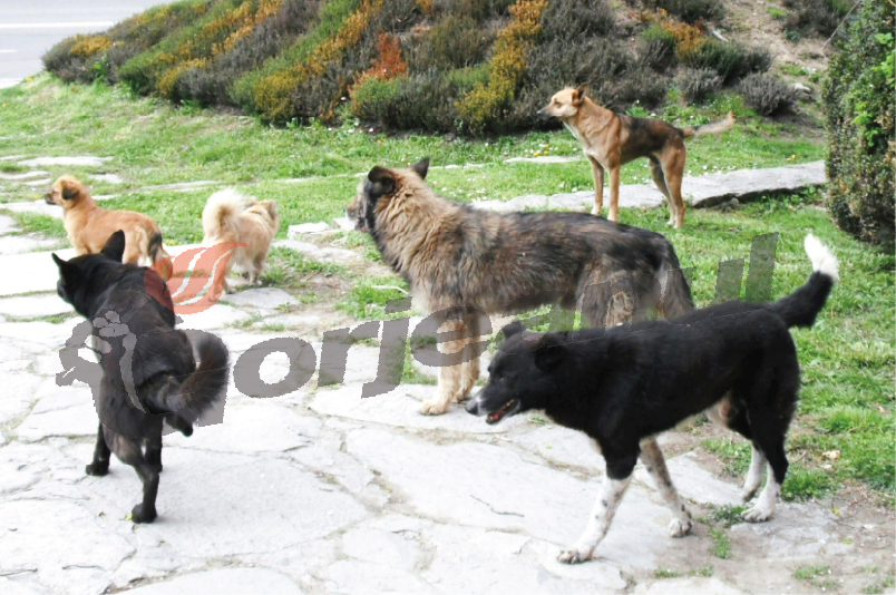 40.000 de câini din Gorj sunt nevaccinaţi antirabic