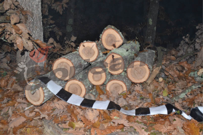 Şase gorjeni, prinşi la furat de lemne