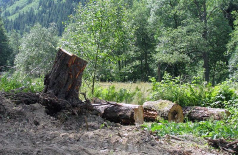 Cercetaţi pentru tăiere ilegală de material lemnos