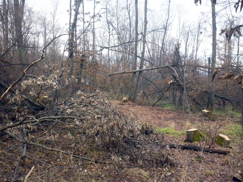 Pădure devalizată cu dosar la Parchet! Furt şi ilegalităţi, la umbra Primăriei Bengeşti-Ciocadia