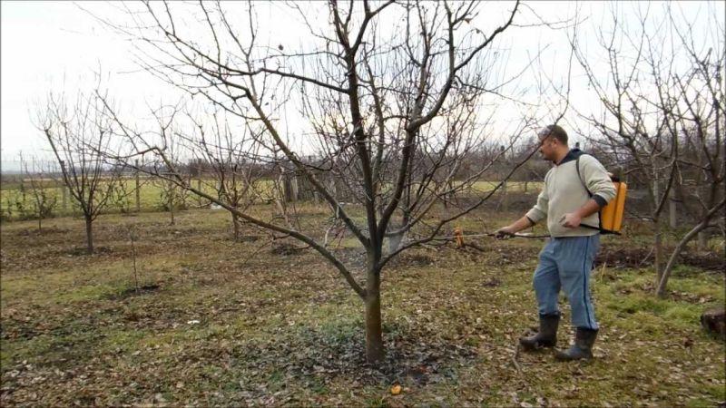 Agricultura pe înţelesul tuturor – Protecția pomilor începe de pe acum