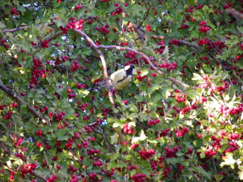 Agricultură pe înțelesul tuturor – Arbuștii fructiferi