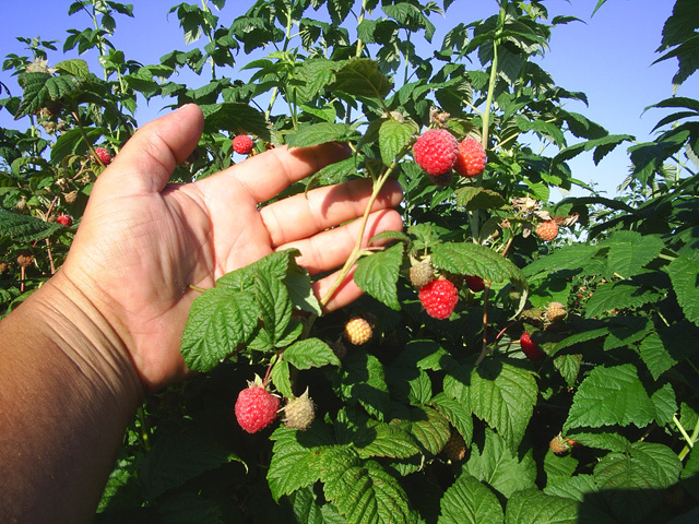 400 de lucrători la cules de zmeură, în Portugalia