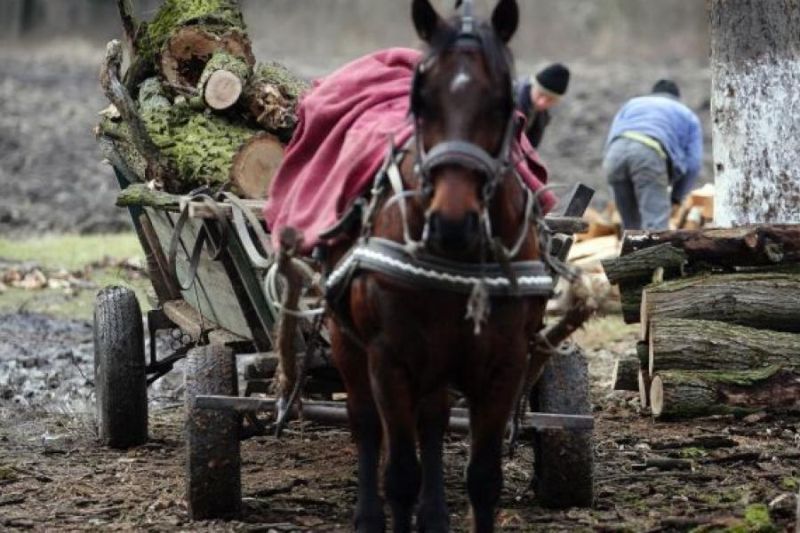 Furturile de lemne continuă