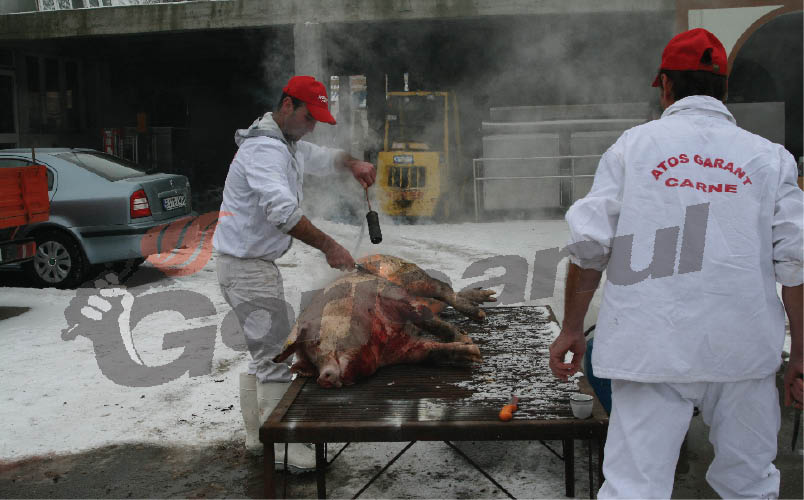 Călescu, DSVSA: “Estimăm că circa 50.000 de porci vor fi sacrificaţi în Gorj”