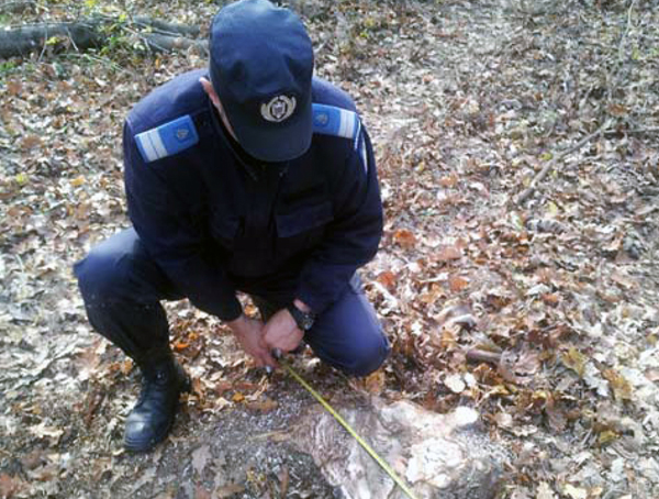 Delictele silvice, în atenţia jandarmilor