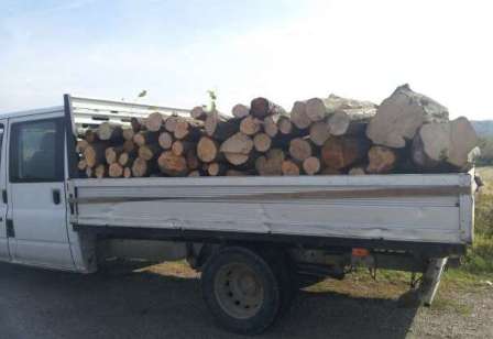 Tăiere ilegală de plopi și mesteceni la Ocolul Silvic Parângul Mic