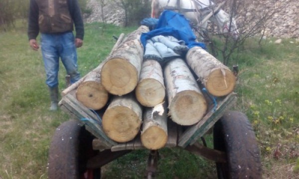 Prinși cu lemne furate în căruță