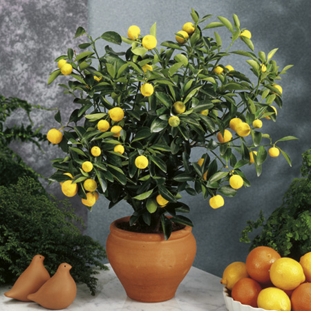 Agricultura pe înţelesul tuturor/Arbuștii fructiferi