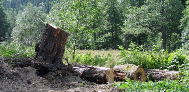 Cercetaţi pentru tăiere ilegală şi furt de material lemnos